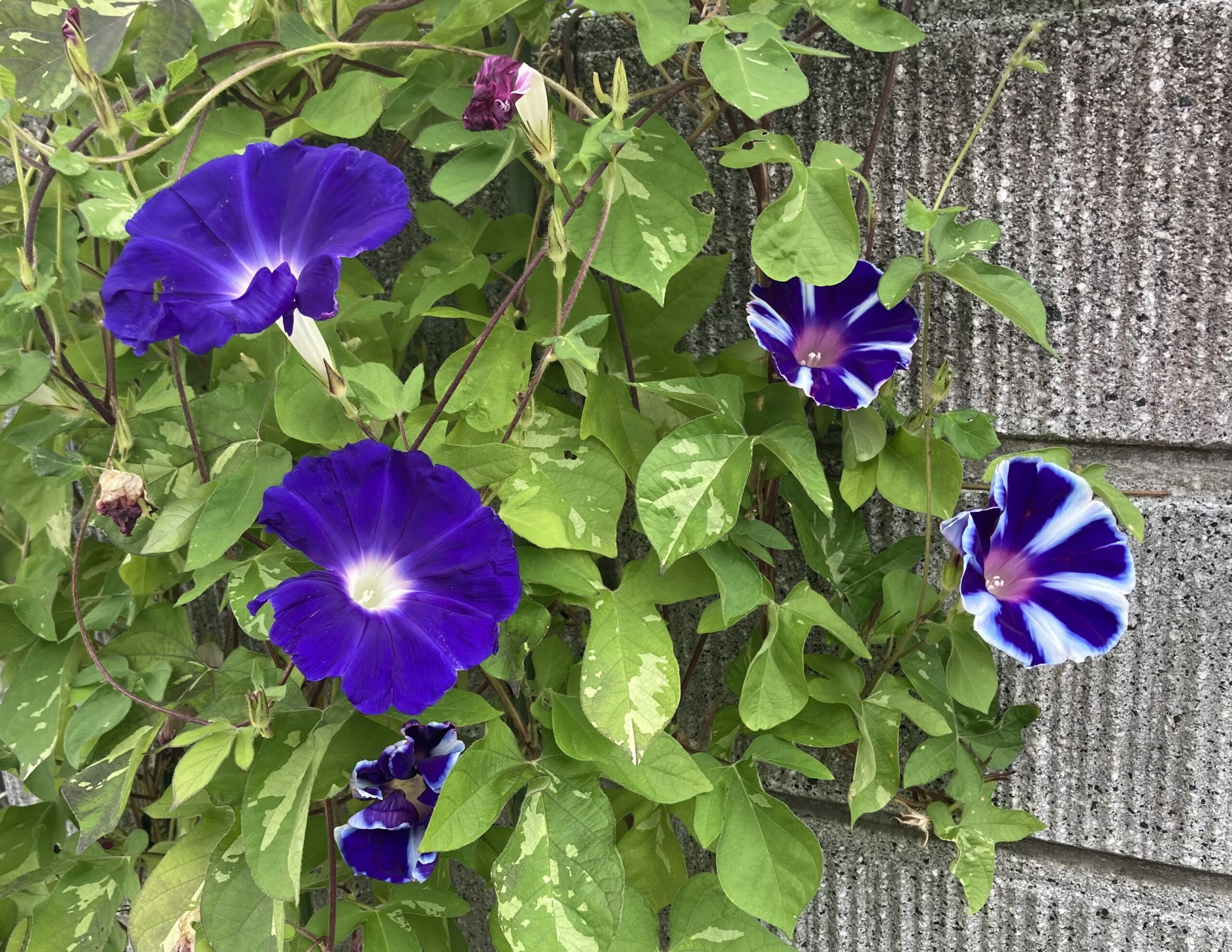 7. 料理にターメリックを加える