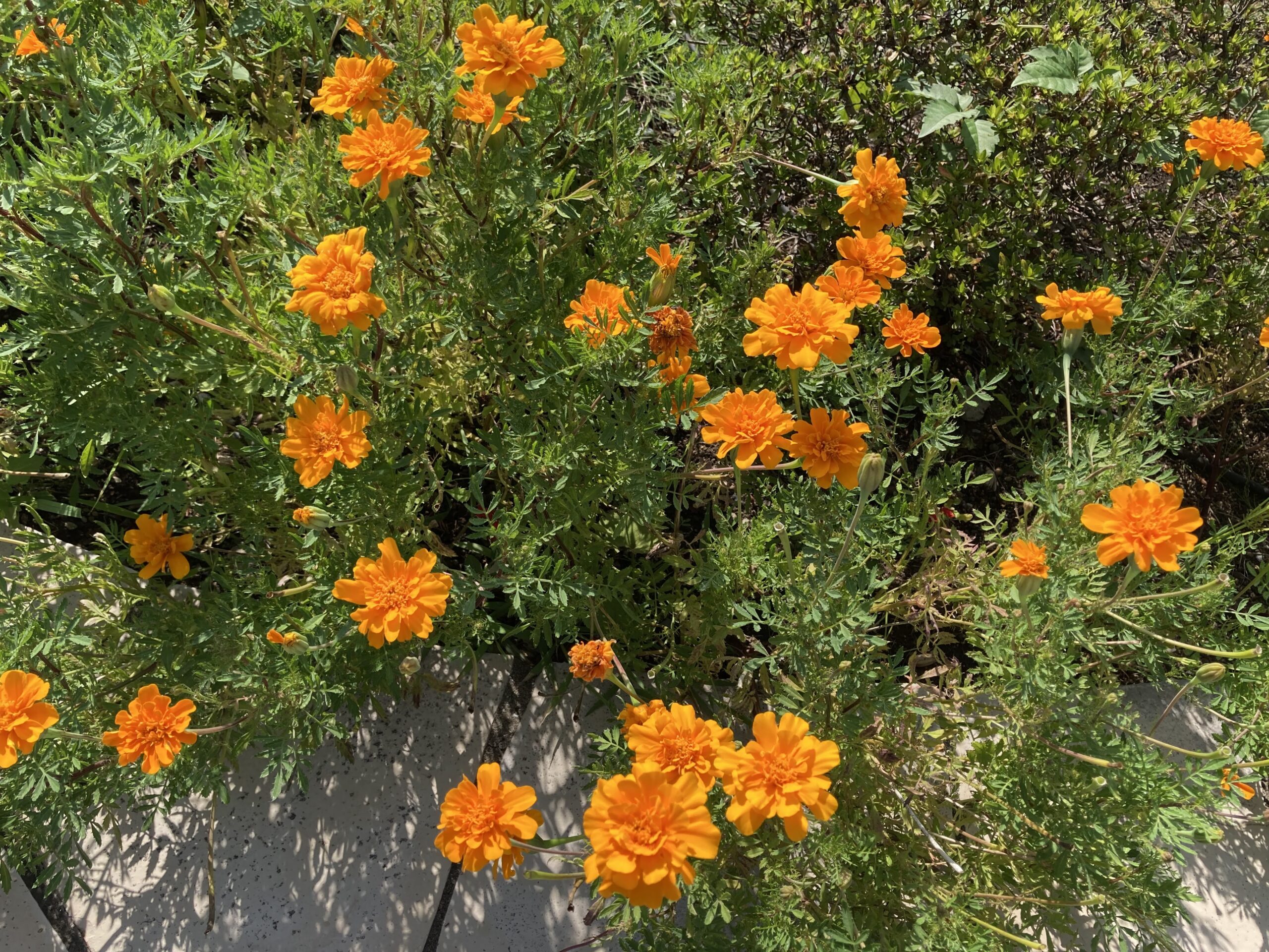 1. 体重を管理する