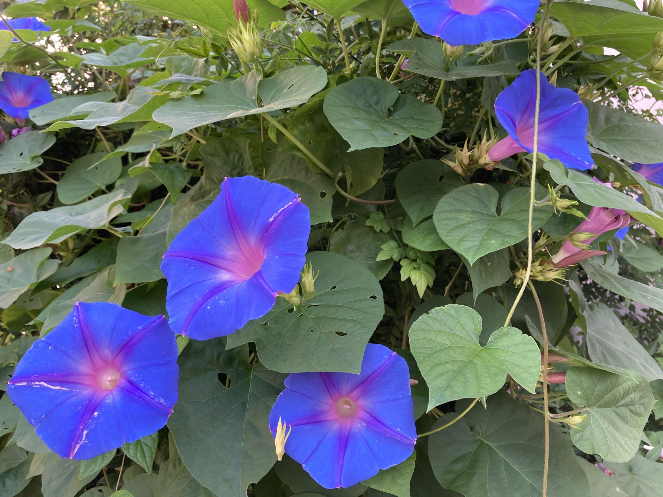 5. 痛みに対処するために瞑想を使用する